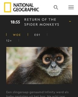 What a great surprise. Today our movie 'Return of the Spider Monkeys' is about to air again on Nat Geo Wild at 18:55 CET in Netherlands and Benelux and maybe even elsewhere in Europe.

Ps.- this version is narrated by one of the more tender and thought provoking voices in Hollywood, Hayley Atwell
.
.
.
#atelesfilms #returnofthespidermonkeys #natgeo #natgeotv #natgeowild #hayleyatwell #spidermonkeys #nationalgeographic #wildlife #naturalhistory #filmmaking #guatemala #jungle #illegalpets #tikal #maya #wildlifefilm #wildlifefilmmaker #shotonred