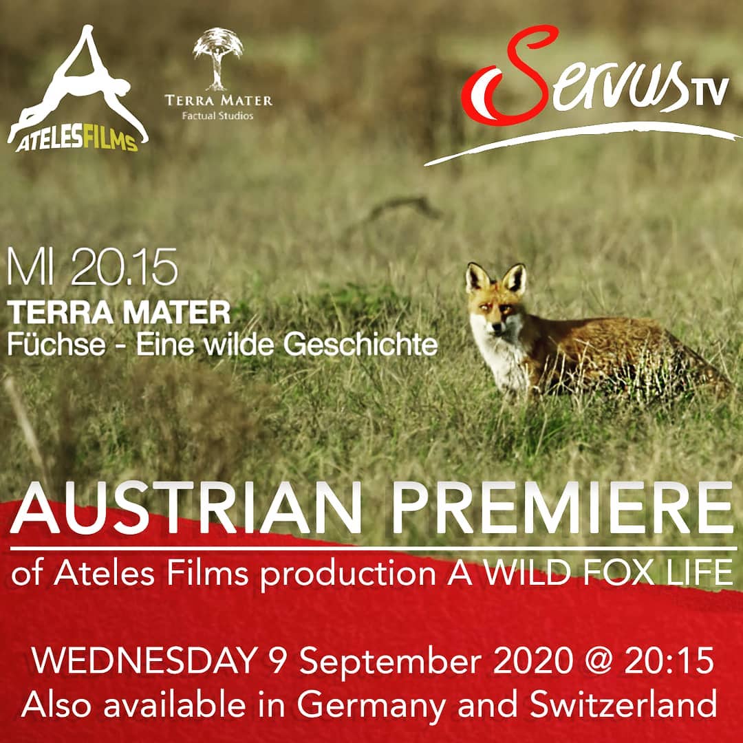 "Füchse – Eine wilde Geschichte"
For those in AUSTRIA, GERMANY, SWITZERLAND and NORTHERN ITALY turn on your TV on Wednesday 9th September 2020 at 20h15 "A WILD FOX LIFE" will have its Austrian premiere on ServusTV on the Terra Mater slot under the title "Füchse – Eine wilde Geschichte"
.
Tune in to meet "Die drei Fuchsgeschwister Rea, Rebell und Rotschopf"
.
Official link on ServusTV - https://www.servustv.com/videos/aa-238guhwm52112/
.
.
.
#atelesfilms #awildfoxlife #füchse #einewildegeschichte #servustv #terramater #terramatters #austria #germany #switzerland #premiere #foxes #redfox #oostvaardersplassen #nederland #flevoland #wildlifefilmmaker #wildlifefilm #wild #purewild #shotonred #cute #babyfox #babyanimals #analuisasantos #michaelsanderson #degreefenpartner #womanbehindthecamera
#fuchseeinewildegeschichte