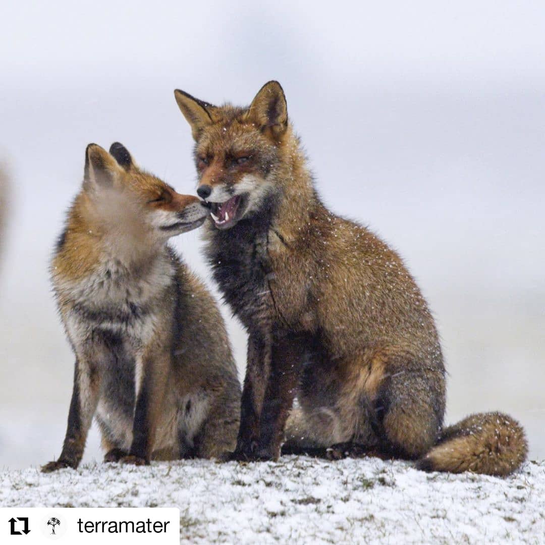 It's with great joy that we see "our" foxes as protagonists of a film that gave as a enormous pleasure to make..
We never imagine that one day we could see them in @servustv - @terramater.
Hope that this film can inspire the audience about the importance of Red Foxes for our natural world!
#Repost @terramater
• • • • • •
Netherlands
Rebell and his girlfriend snuggling together 🦊💛
A Wild Fox Life, chronicles the lives of three foxes, who live in the Netherlands. Through the eyes and voice of Rea, we follow how she grows up from being a 6 week old fox cub to raising cubs of her own among thousands of wild horses, deer and cattle that roam wild and undisturbed by humans just 20 miles from Amsterdam. Follow the three siblings and get to know their wild fox life.
Tune in tomorrow at @ServusTV:
📺 "Füchse – Eine wilde Geschichte"
📆 9th September 2020 20.15h
.
.
.
#foxfamily #foxesinlove #cute #love #wildlifedoc #foxesofinsatgram #fox #wildfox #foxes #foxcub #documentaryfilming #filmmaking #wildlife #nature #wilderness #netherlands #newfilm #film #wildlifephotography #premiere #terramater #terramatters #fuchseeinewildegeschichte
Photo credits: @Ateles Films