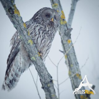 A brief encounter in Romania's Transylvanian mountains gives us the chance to record this gorgeous Ural Owl. A wild specimen that didn't mind us watching it scanning the white field for its next meal under the snow.
.
.
.
#atelesfilms #strixuralensis #uralowl #owls #snowpropriate #snow #transylvania #carpathians #mountains #beech #decidoustrees #wildlifefilmmaker  #wildnature #wildlifefilm #birdofprey #nocturnal #shotonred #romania #birds #strix #redepicw #easterneurope #rewilding #europe #wilderness