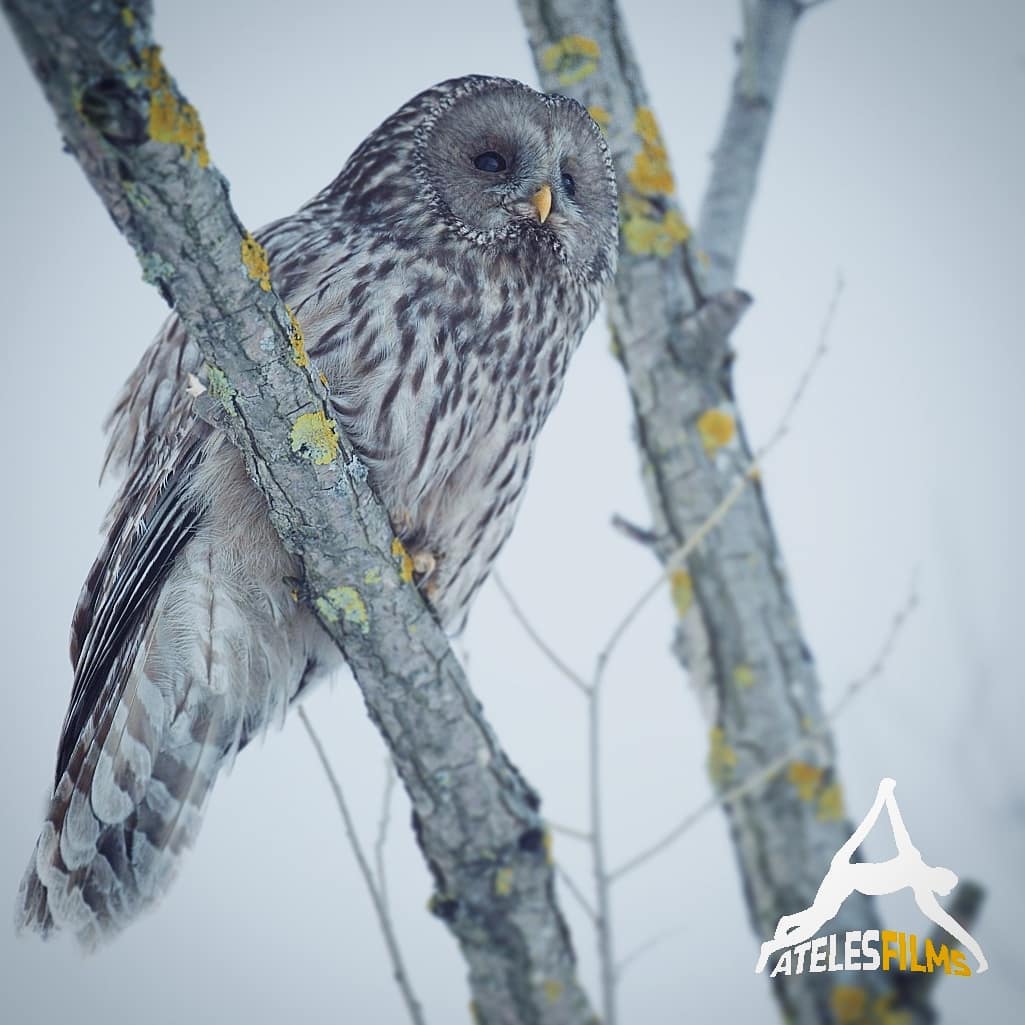 A brief encounter in Romania's Transylvanian mountains gives us the chance to record this gorgeous Ural Owl. A wild specimen that didn't mind us watching it scanning the white field for its next meal under the snow.
.
.
.
#atelesfilms #strixuralensis #uralowl #owls #snowpropriate #snow #transylvania #carpathians #mountains #beech #decidoustrees #wildlifefilmmaker #wildnature #wildlifefilm #birdofprey #nocturnal #shotonred #romania #birds #strix #redepicw #easterneurope #rewilding #europe #wilderness