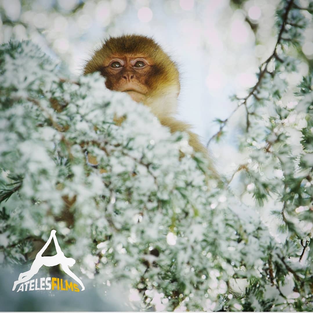 An adolescent Barbary macaque peers over the frozen Atlas cedar branches straight into our lens. Little did he know he was making himself famous. At least amongst humans. For young males to make themselves famous in macaque society, they will start to steal babies to practice a great behaviour called infant buffering. A process that enables the Barbary macaques to lower tensions amongst males to avoid conflict. In harsh winters this could be a trait that keeps them alive.
.
.
.
#atelesfilms #barbarymacaques #barbary #morocco #middleatlas #snow #frozen #macacasylvanus #berberaap #magot #forcedulien #paternalbond #shotonred #redepic #reddigitalcinema #5k #atlasmountains #berber #africa #africansnow #snowpropriate #atlascedar #cedar #forests #deforestation #illegalpettrade #snowmonkeys #explore #behaviour #wildlifefilmmaking
