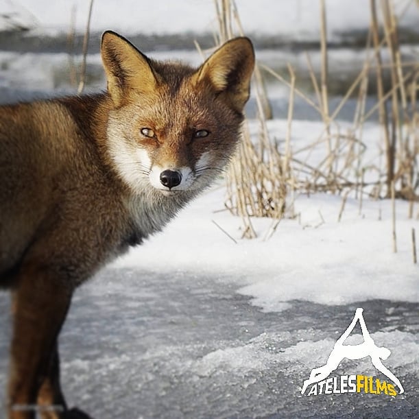 One of the main characters in our movie "A wild fox life". During the freezing winter she could cross the lakes on the ice instead of having to walk all the way around. An advantage in a time of disadvantages.
.
.
.
#atelesfilms #snowpropriate #ice #freezing #thebigfreeze #redfox #fox #vulpesvulpes #awildfoxlife #wildlifefilm #wildlifefilmmaker #wildlifefilmmaking #naturalhistory #renarde #füchse #uneviederenarde #einwildegeschichte #shotonred #reddigitalcinema #redepicw #flevoland #netherlands #vossen #fur #realfur #notorealfur #wildanimal #nature #awildfoxlife
