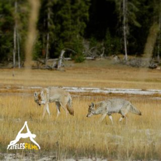 Jackals of the Americas...two gorgeous coyotes wandering around Yellowstone National Park. Pointy ears and narrow snouts distinguish them from wolves. Although hard to tell unless side by side coyotes are one third the size of a wolf. Still a mighty, majestic and beautiful animal we could capture on our cameras.
.
.
.
#atelesfilms #wildlifefilm #wildlifefilmmaking #wildlife #nature #outdoors #adventure #exploration #analuisasantos #michaelsanderson #shotonred #reddigitalcinema #coyote #canislatrans #canine #wilddog #wild #yellowstone #yellowstonenationalpark #geysers #bison #wilderness #safari #expedition #wolf #jackal