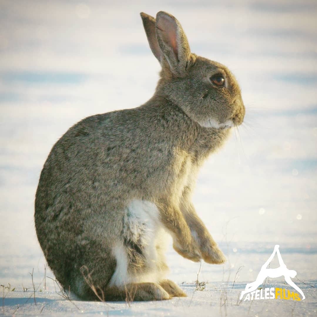 HAPPY EASTER 2021 to everyone!!! Here a beautiful wild European rabbit that was added to the red list for endangered species last year in the Netherlands. A sad fact that such a common species has been slipping away under our noses in its native range. We cannot take the common species for granted either. These engineers have a massive role to play in upholding the biodiversity in its native habitat.
.
.
.
#atelesfilms #wildlifefilm #wildlifefilmmaking #wildlife #nature #outdoors #adventure #exploration #analuisasantos #michaelsanderson #shotonred #reddigitalcinema #oryctolaguscuniculus #cuniculus #oryctolagus #europeanrabbit #rabbit #endangeredspecies #redlist #myxomatosis #konijn #rodelijst #snow #easter2021 #happyeaster