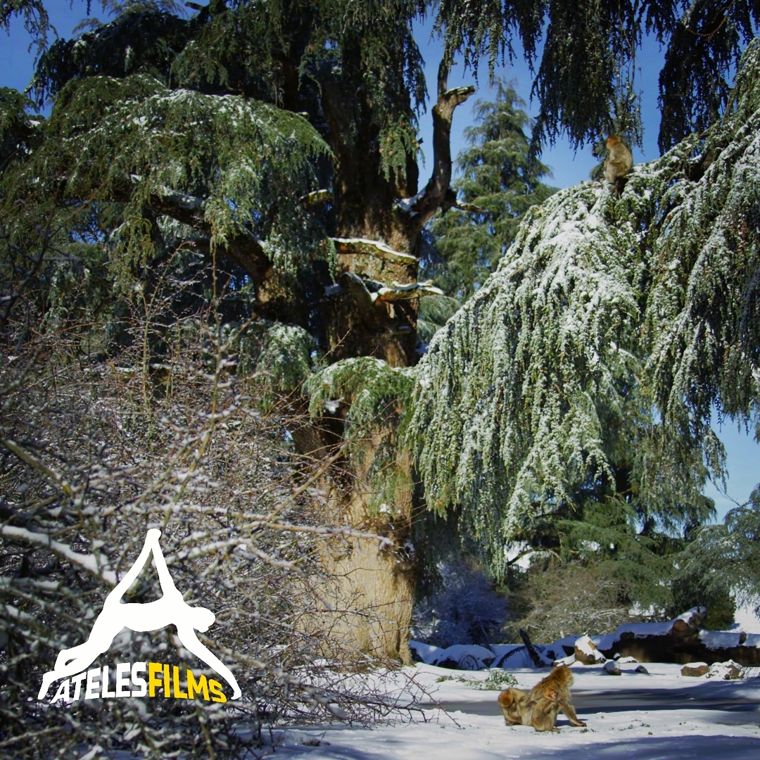 Happy Earth Day!!! From the cedar forests of Morocco. A giant Atlas cedar towers over Barbary macaques foraging on fresh snow in the early morning African sun. A scene from our film for NHK about the paternal bonds of the macaques.
.
.
.
#atelesfilms #wildlifefilm #wildlifefilmmaking #wildlife #nature #outdoors #adventure #exploration #analuisasantos #michaelsanderson #shotonred #reddigitalcinema #morocco #cedar #macaques #barbary #atlasmountains #nhk #earthday #happyearthday #earthday2021 #snow #winter #africansnow #macacasylvanus #atlascedar #nature