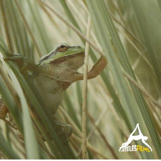 European tree frog hides away in beachgrass just before a storm. A beautiful vibrant green frog that live in Europe but wouldn't look out of place in a rainforest somewhere
.
.
.
#atelesfilms #wildlifefilm #wildlifefilmmaking #wildlife #nature #outdoors #adventure #exploration #analuisasantos #michaelsanderson #shotonred #reddigitalcinema #europeantreefrog #treefrog #frog #kermit #beachgrass #netherlands #rainforest #amphibian #r3d #slowmo #summer #tadpole #camouflage #nature #croaking #hylaarborea #hyla