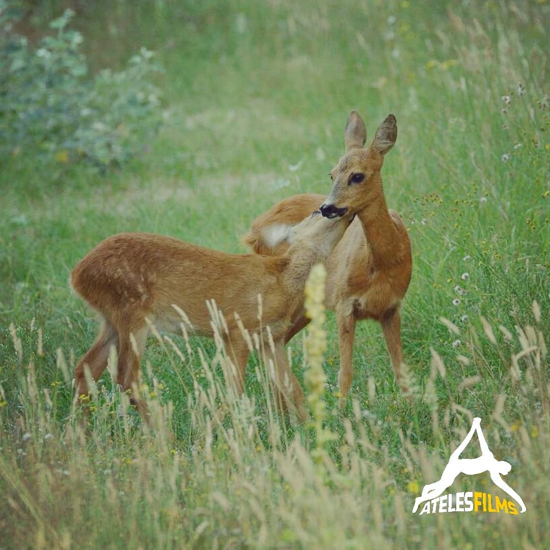 Roe deer doe with her Bambi in late summer. The rut was just about to end so more time for her fawn before she loses all her spots.
.
.
.
#atelesfilms #wildlifefilm #wildlifefilmmaking #wildlife #nature #outdoors #adventure #exploration #analuisasantos #michaelsanderson #shotonred #reddigitalcinema #roedeer#capreoluscapreolus #capreolus #fawn #bambi #grooming #netherlands #rut #diapause #redepicw #redhelium #summer #nature #womanbehindthelens #analuisantosshot #doe #doeadeerafemaledeer #NHK