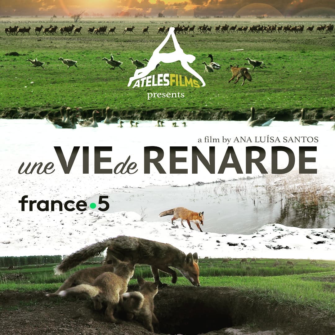Tomorrow at 18:25 on France 5 the 90minute feature version of our film A Wild Fox Life will air again. Great to see that the whole of France and overseas territories will enjoy an hour and a half of our foxes showing their lives in their full glory.
.
.
.
#atelesfilms #uneviederenarde #fox #renarde #renard #francetv #france5 #wildlifefilmmaking #wildlifefilm #featurefilm #foxes #nature #oostvaardersplassen #awildfoxlife #redfox #natuurfilm #animalier #documentary #analuisasantos #vulpes #reddigitalcinema #shotonred