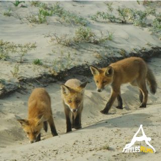 Like a pride of lions, a family of wild foxes trot in a sandy desert in a place you least expect. But this is only one species in this story.

Lately we have been away from social media as we have been very busy working and filming for our latest 4k blue chip 59min wildlife production for #NHK Japan. 

This still image is a screen grab from footage shot on @reddigitalcinema.
@degreefpartner provided the @leofoto.eu tripod, @polarpro filters and @loweprobags that made this shot possible. 

#atelesfilms #wildlifefilm #NHK #nature #wildlifefilmaking #analuisasantos #michaelsanderson #bluechip #newssoon #tv #broadcast #onlocation #shotonred