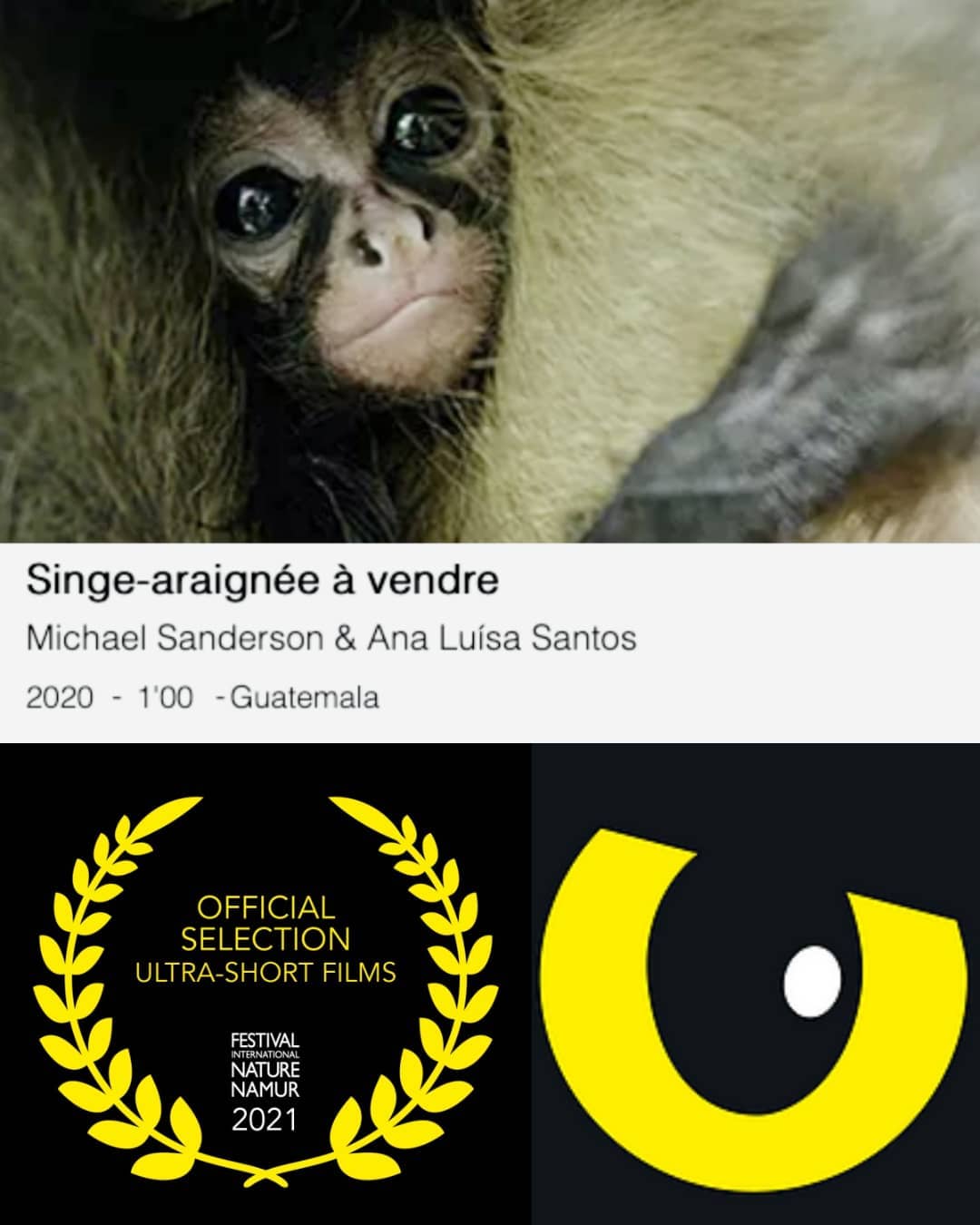 One minute of pure terror in the life of a baby spider monkey...
Our short film Spider Monkey For Sale is a Finalist for the ultra-short awards and will be shown at Festival International Nature Namur on Saturday 16 October 2021 at the Festival Gala.
Super happy to be able to share this shocking film with the public of Namur, Belgium.
Website:
http://www.festivalnaturenamur.be/films-ultra-courts
@festivalnaturenamur
.
.
Last update: We won the award!!
Thanks so much! We are incredibly honoured for receiving this award! :)
.
.
.
#atelesfilms #spidermonkeyforsale #spidermonkey #spidermonkeys #guatemala #illegalpets #exoticpettrade #namur #festivalnaturenamur #wildlifefilmmaking #wildlife #analuisasantos #michaelsanderson #nature #orphans #pets #notapet #nosoymascota #shortfilm #finalist #shotonred #reddigitalcinema