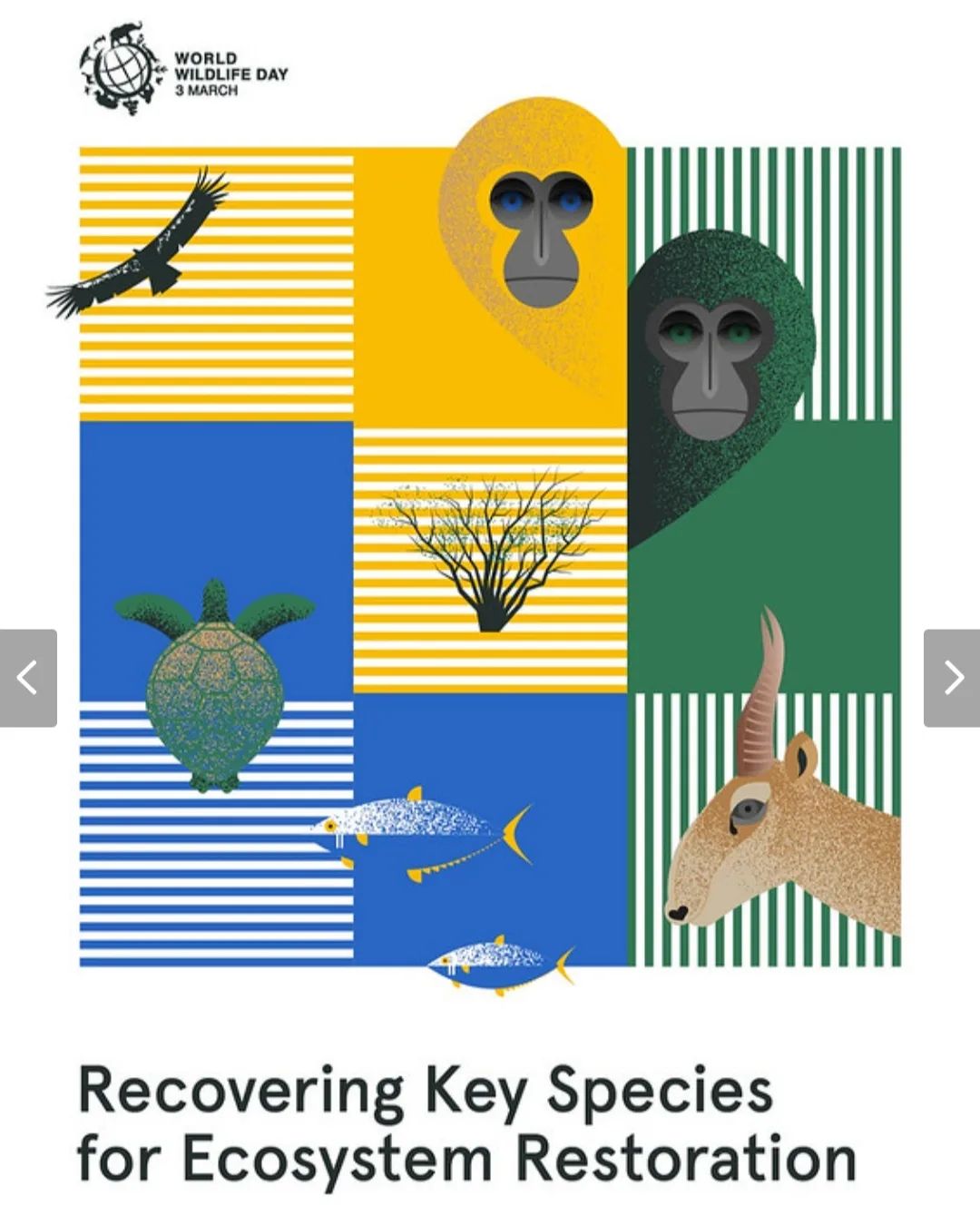 World Wildlife Day will be celebrated in 2022 under the theme “Recovering Key Species for Ecosystem Restoration”. The celebrations will seek to draw attention to the conservation status of some of the most critically endangered species of wild fauna and flora, and to drive discussions towards imagining and implementing solutions to conserve them. Jackson Wild, the Secretariat of the Convention on International Trade in Endangered Species of Wild Fauna and Flora (CITES) and the United Nations Development Programme (UNDP) just announced the finalists of the 2022 World Wildlife Day Film Showcase: Recovering Species.
For this showcase, Michael Sanderson contributed as a Judge for the category “Stories of Hope: Long Form” and Ana Luisa Santos contributed as a Judge for the category “Species in Crisis: Long Form”.
It was an enormous pleasure for us to contribute for this showcase and to watch all the incredible productions from around the globe! Congratulations!
The winners will be announced during the World Wildlife Day celebration on March 3, 2022.
The 2022 World Wildlife Day Film Showcase: Recovering Species will be live streamed on YouTube on March 3 2022
www.youtube.com/c/WorldWildlifeDay2022/live
Official website: wildlifeday.org
#WWD2022 #WorldWildlifeDay #RecoveringKeySpecies #michaelsanderson #analuisasantos #jacksonwild #usa #unitednations #newyork #wildlife #nature #celebration