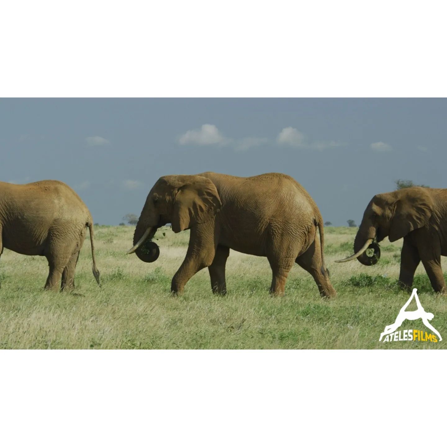 African elephants walking in line in Tsavo National Park in Kenya
(Still grabbed from our Red Epic-W)
It's been a while since we filmed in Kenya, but luckily recently Ana Luisa Santos of @atelesfilms had the pleasure of contribution to the first Wildlife Film Festival that took place in Nairobi in Kenya. See the next post to find out more!
If you want to see more footage of this great wild animal visit our website to find more about our online library on Pond5!
.
.
.
#atelesfilms #kenya #tsavo #tsavonationalpark #wildlife #wild #elephant #shotonred #womenbehindthecamera #redcamera #redcamerausers #redepicx #8k #pond5 #analuisasantosshot
