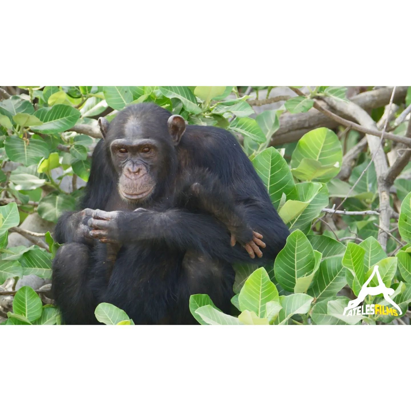 A (three-handed) western Chimpanzee sits in a tree on the banks of the Gambia river
(Still grabbed from our Red + 150-600mm @tamronnederland + @leofoto.eu tripod)
Critically endangered, the Western chimpanzees are already extinct in numerous West African countries including in the wild in the Gambia. Every newborn is hope for the future and a step further from their extinction! If you look closer, the third hand is of a baby chimp.
.
.
.
#atelesfilms #chimpanzee #wildlife #nature #babychimpanzees #criticallyendangered #gambia #gambiariver #redcamerausers #redcamera #shotonred #womenbehindthecamera