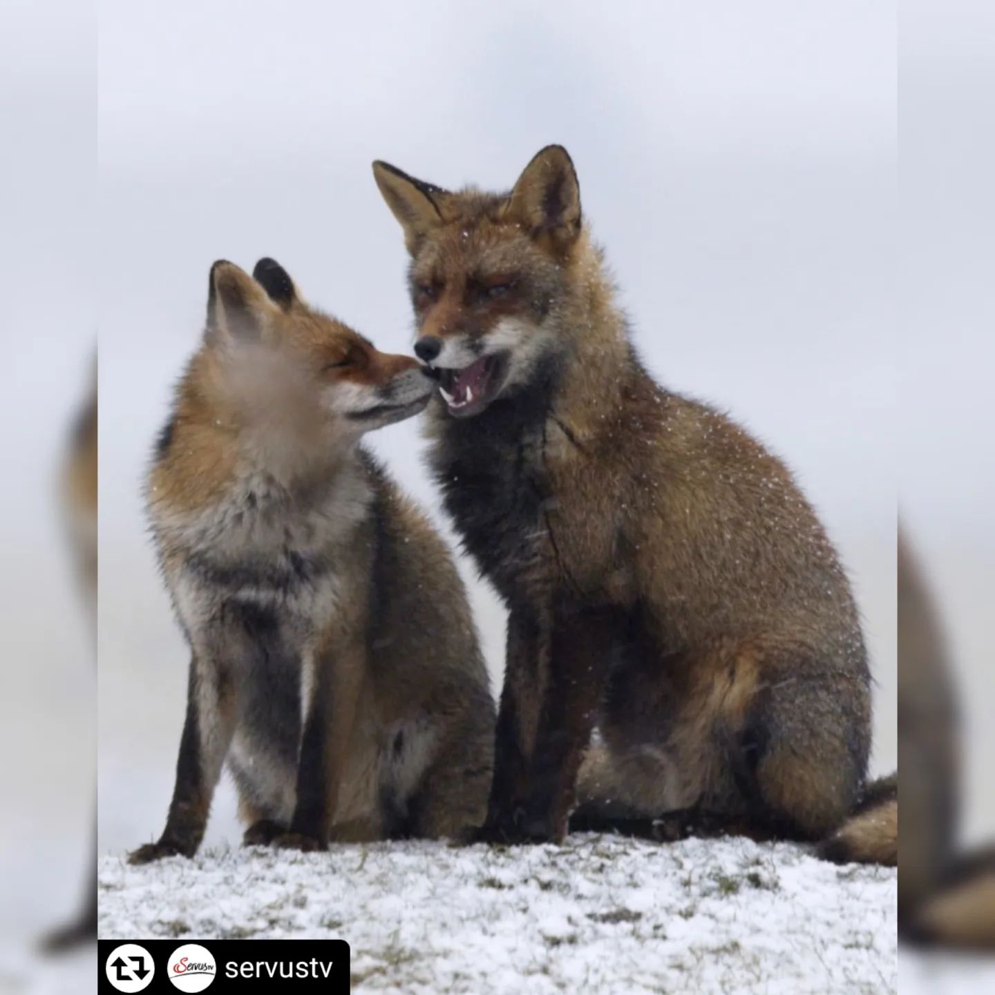#Repost - @servustv
Putzig, unbeholfen und mit unwiderstehlichem Charme erleben die Fuchsjungen Abenteuer. 🦊
#TerraMater: Füchse - Eine wilde Geschichte
🇩🇪 📅 Mittwoch, 07.09. | ⏰ 20:15 Uhr
Nach Ausstrahlung abrufbar in der Mediathek bei ServusTV On
Fotos: © Ateles Films
ENG: Our fox film "Füchse - Eine wilde Geschichte" will be broadcast:
🇩🇪 Germany on @servustv
🗓️07 September | ⏰20:15
🗓️08 September | ⏰09:05
🗓️09 September | ⏰14:00
🗓️11 September | ⏰17:00
Other broadcasts:
🇦🇹 Austria on SERVUS TV
🗓️08 September 2022 | ⏰02:15 and 09:50
🗓️09 September 2022 | ⏰13:00
🗓️11 September 2022 | ⏰16:00
🎵🎶 Music by @filmmusiker
Check this out! 🦊