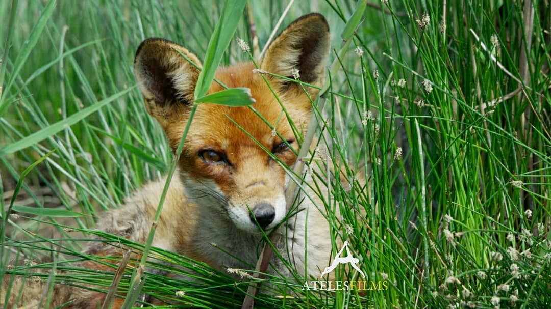 Meet Scar. One of the characters in our upcoming feature length film. Broadcast soon to be announced for around Xmas 2019 in France title "Une Vie de Renarde"
It will be a 90min Fox bonanza :) 🦊🦊🦊
.
.
.
#atelesfilms #redfox #foxes #france5 #shotonred #reddigitalcinema #scar #vulpes #oostvaardersplassen #netherlands #uneviederenarde #wildlifefilm #wildlifefilmmaking #sigma #awildfoxlife #wildlife #renard #vos #nature #protectwildlife #raposa