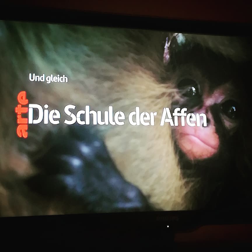 Tune in to ARTE at 22:35 tonight to see our movie:
Die schule der affen: Überleben im Dschungel Guatemalas / L’école des singes - Retour dans la jungle du Guatemala
.
.
Available in France & Germany but also some other European countries. In the Netherlands check Ziggo 72 or KPN 59.
.
.
.
#arte #artetv #atelesfilms #ateles #dieschulederaffen #lecoledessinges #returnofthespidermonkeys #returntothewild #hd #4k #shotonred #reddigitalcinema #atelesgeoffroyi #spidermonkeys #wildlifefilm #wildlifefilmmaking #guatemala #centralamerica #naturfilm #natuurfilm #nederlands #natuurfilmer #analuisasantos #michaelsanderson #returnofthespidermonkeys