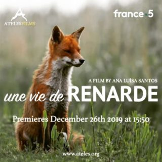 Découvrez ce magnifique renard dans un aperçu d'UNE VIE DE RENARDE.
.
Check out this gorgeous fox in a sneak peek of UNE VIE DE RENARDE.
.
Broadcast is 26th of December 2019 (BOXING DAY) on FRANCE 5 at 15h50. 'Une Vie de Renarde' is a feature length French version of 'A Wild Fox Life'
.
.
.
#atelesfilms #france5 #uneviederenarde #awildfoxlife  #redfox #wildlife #wildlifefilm #wildlifefilmmaking #oostvaardersplassen #flevoland  #natuurfilm #animalier #documentaire #analuisasantos #vulpes #vulpesvulpes #shotonred #shotonlumix #shotin5k #reddigitalcinema #adobepremiere #