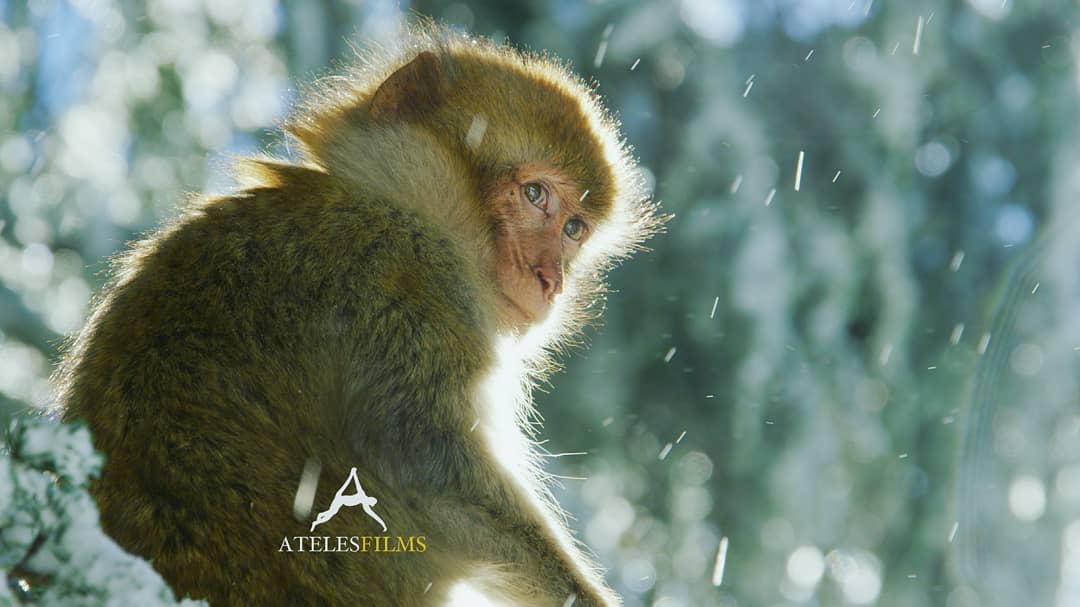 Winter can be a beautiful setting for us with cameras and warm places to stay but for the wild animals it is a deadly serious season. Less food and freezing temperatures can spell disaster. Always think about this when approaching wild animals in winter. They are on the edge already. Approach with care or not at all. A still from the NHK film we produced 'The Paternal Bond'
http://www.ateles.org/the-paternal-bond-barbary-macaques
.
.
.
#atelesfilms #barbarymacaques #barbary #macaques #redepic #shotonred #shotin5k #5k #morocco #snow #snowmonkeys #slowmotion #powder #africansnow #africa #miller #millertripods #canon #nhk #thepaternalbond #cedarforest #cedar #atlasmountain #atlas #raw #r3d #nofilter