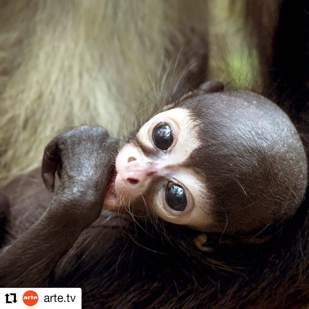 Thanks @arte.tv for the broadcasting of our film.
#Repost @arte.tv
• • • • • •
Guatemala
Überleben im Dschungel Guatemalas 🐒 Dieses süße Klammeraffen-Baby ist aus den Fängen von Wilderern gerettet worden. Tierschützer ziehn das Äffchen auf und bereiten es auf die Rückkehr in die Wildnis vor. Da beginnt für das Affenmädchen ein gefährliches Abenteuer! .
⏩ "Die Schule der Affen - Überleben im Dschungel Guatemalas". Jetzt in der Mediathek. .
Bild: © M.J. Sanderson/Ateles Films
.
#affenbaby #babylove #dschungel #guatemala #tierwelt #tierschutz #dokumentation #artetv