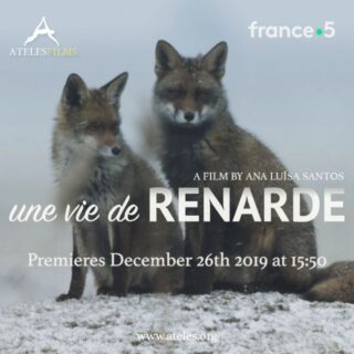 Découvrez ce magnifique renard dans un aperçu d'UNE VIE DE RENARDE.
26 December 2019 (BOXING DAY) on FRANCE 5 at 15h50. .
Check out this gorgeous fox in a sneak peek of UNE VIE DE RENARDE
.
'Une Vie de Renarde' is a feature length French version of 'A Wild Fox Life'
.
.
.
#atelesfilms #france5 #uneviederenarde #awildfoxlife  #redfox #wildlife #wildlifefilm #wildlifefilmmaking #oostvaardersplassen #flevoland  #natuurfilm #animalier #documentaire #analuisasantos #vulpes #vulpesvulpes #shotonred #shotonlumix #shotin5k #reddigitalcinema #adobepremiere #boxingday #christmas #2019 #foxes