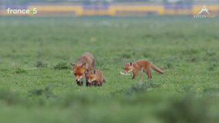'Une Vie de Renarde' is currently on @france5 in France, our 90min film about red foxes in the Oostvaardersplassen. English title: A Wild Fox Life.
.
.
.
.
.
.
#atelesfilms #france5 #uneviederenarde #awildfoxlife  #redfox #wildlife #wildlifefilm #wildlifefilmmaking #oostvaardersplassen #flevoland  #natuurfilm #animalier #documentaire #analuisasantos #vulpes #vulpesvulpes #shotonred #shotonlumix #shotin5k #reddigitalcinema #adobepremiere #boxingday #christmas #2019 #foxes