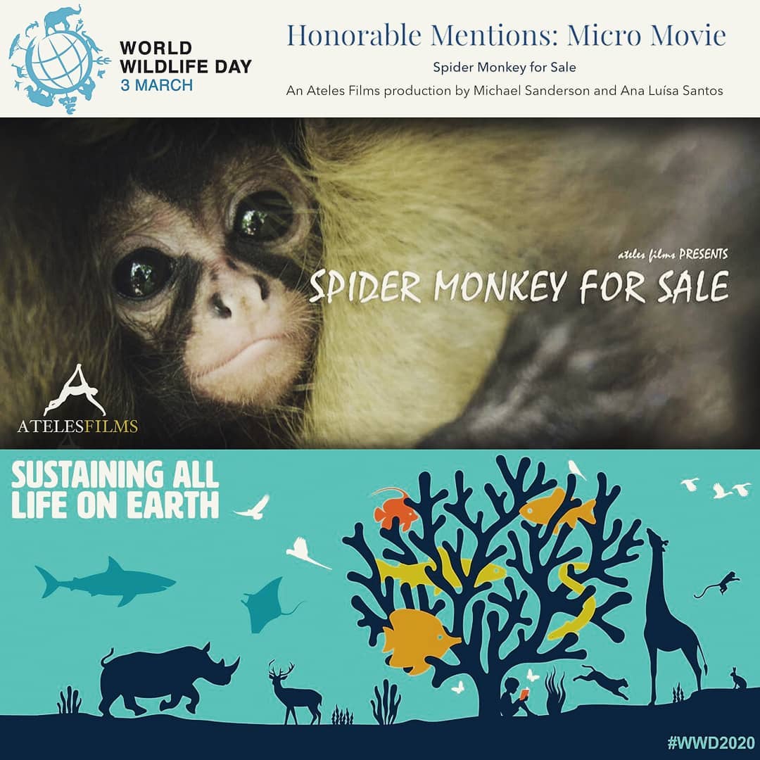 GREAT NEWS! Our short film "Spider Monkey For Sale" has won Honourable Mention Award at the World Wildlife Day Film Showcase: BIODIVERSITY and will be celebrated at the United Nations Headquarters in New York on March 3rd 2020, and we go there to receive our prize!!
The film competition was organized by Jackson Wild, The Secretariat of the Convention on International Trade in Endangered Species of Wild Fauna and Flora (CITES), the United Nations Development Programme - UNDP, the Secretariat of the Convention on Biological Diversity and the UN Environment Programme - UNEP.
For this showcase, more than 160 preliminary judges (professional filmmakers, scientists and stakeholders) screened approximately 1000 hours and chose the finalists from over 350 films from 30 countries. "Spider Monkey For Sale" is an Ateles Films production made by Michael Sanderson and Ana Luisa Santos showing what happens when a baby spider monkey gets stolen to become a pet. It's horrific. Would you still want one of you knew?
.
.
.
Many thanks to @worldwildlifeday, @Jacksonwildorg, @CITES, @UNDP, @UNEP, @UNBiodiversity @UNESCO, @WWF
#WWD2020 #DoOneThingToday #Biodiversity2020 #WorldWildlifeDay
#SustainingAllLife, #WorldWildlifeDay, #SustainableUse #Biodiversity2020 #Biodiversity #WWD2020 #SpiderMonkeyForSale #illegalwildlifetrade #illegalpettrade #monkeypoaching #wildlifetrafficking #wildlife #exoticpets #monkeysarenotpets #illegalpettrade #nosoymascota #nosoymascota #mybuddy #mybuddyandme #monkey #thatcuteface #animalsofinstagram #monkeytime #cutemonkey #iwantamonkey #murder #killingthefamily #celebritypets