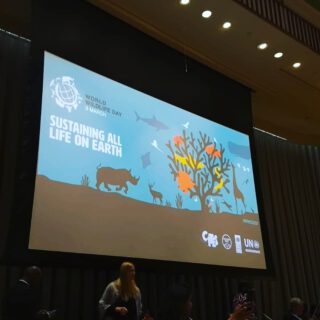 Getting ready!! Such a privilege to be invited to celebrate World Wildlife Day at the United Nations Headquarter.
Thanks for the incredible organisation!!
.
.
.
#WWD2020 #atelesfilms #WWD #jacksonwild #cites #undp #unep #unitednations #analuisasantos #michaelsanderson