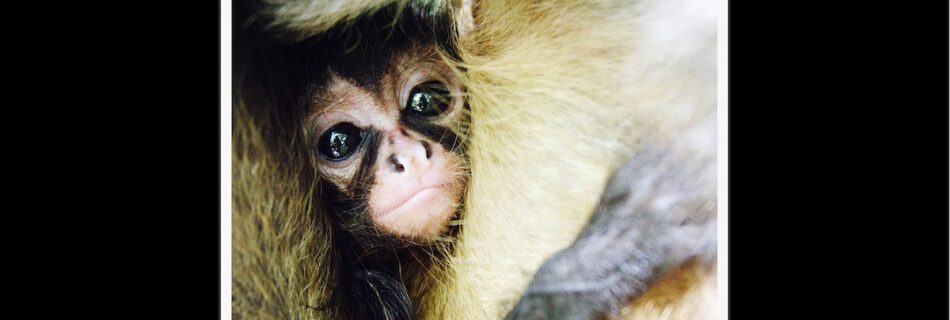 Ateles Films nat-geo-photo-of-the-day-michael-sanderson