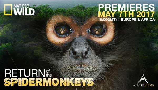 Return of the Spider Monkeys Premieres May 7th 2017 at 18:00 GMT +1 by Michael J. Sanderson of Ateles Films