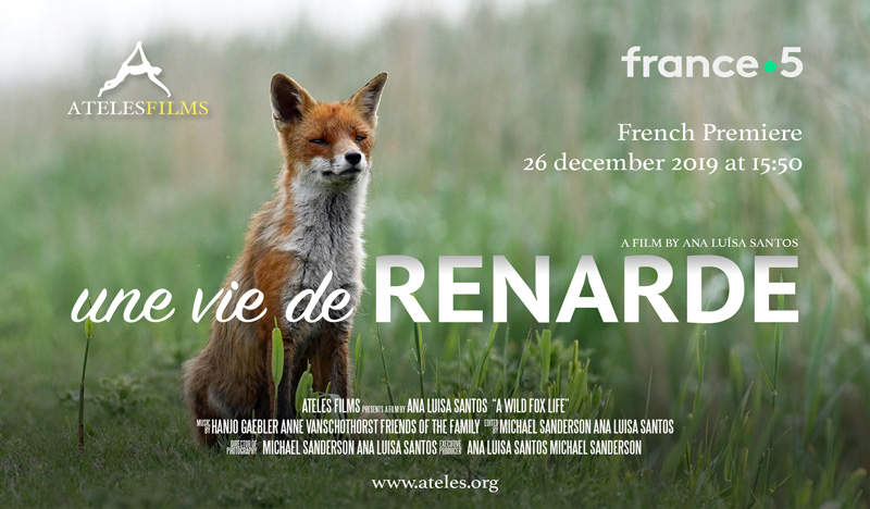 Une vie de renarde