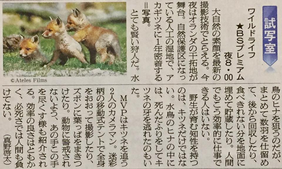 20190701-awildfoxlife-Asahi Shimbun - newspapper