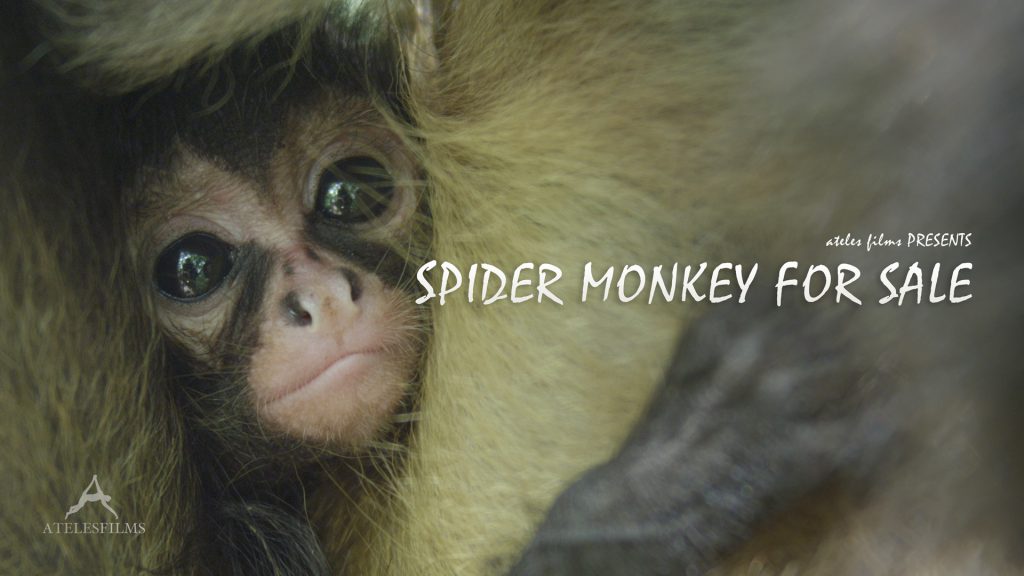 Spider Monkey For Sale