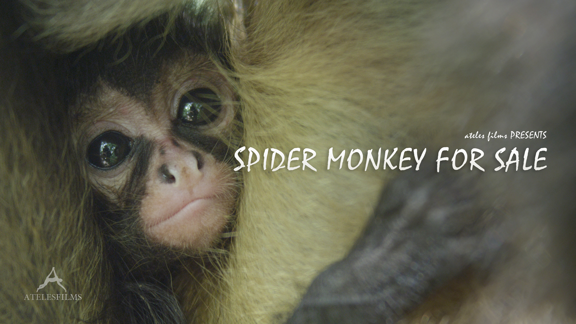 Spider Monkey For Sale Ateles Films a wildlife film production company