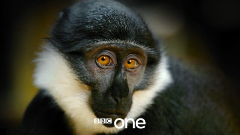 Primates BBC
