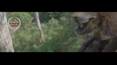 Arouca Spider Monkey For Sale - Ateles Films