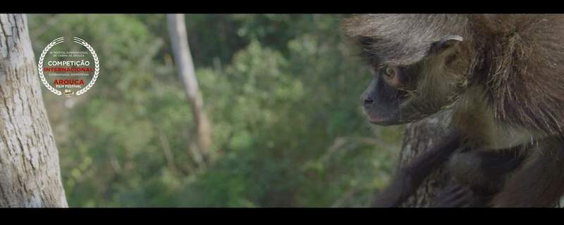 Arouca Spider Monkey For Sale - Ateles Films