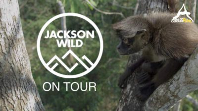 Spider Monkey for Sale Jackson Wild On Tour