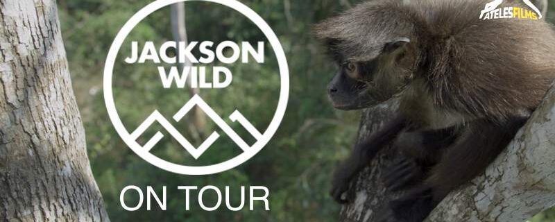 Spider Monkey for Sale Jackson Wild On Tour