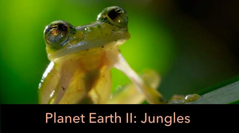 Planet Earth 2 Jungles Michael Sanderson Ateles FIlms World Wildlife Day