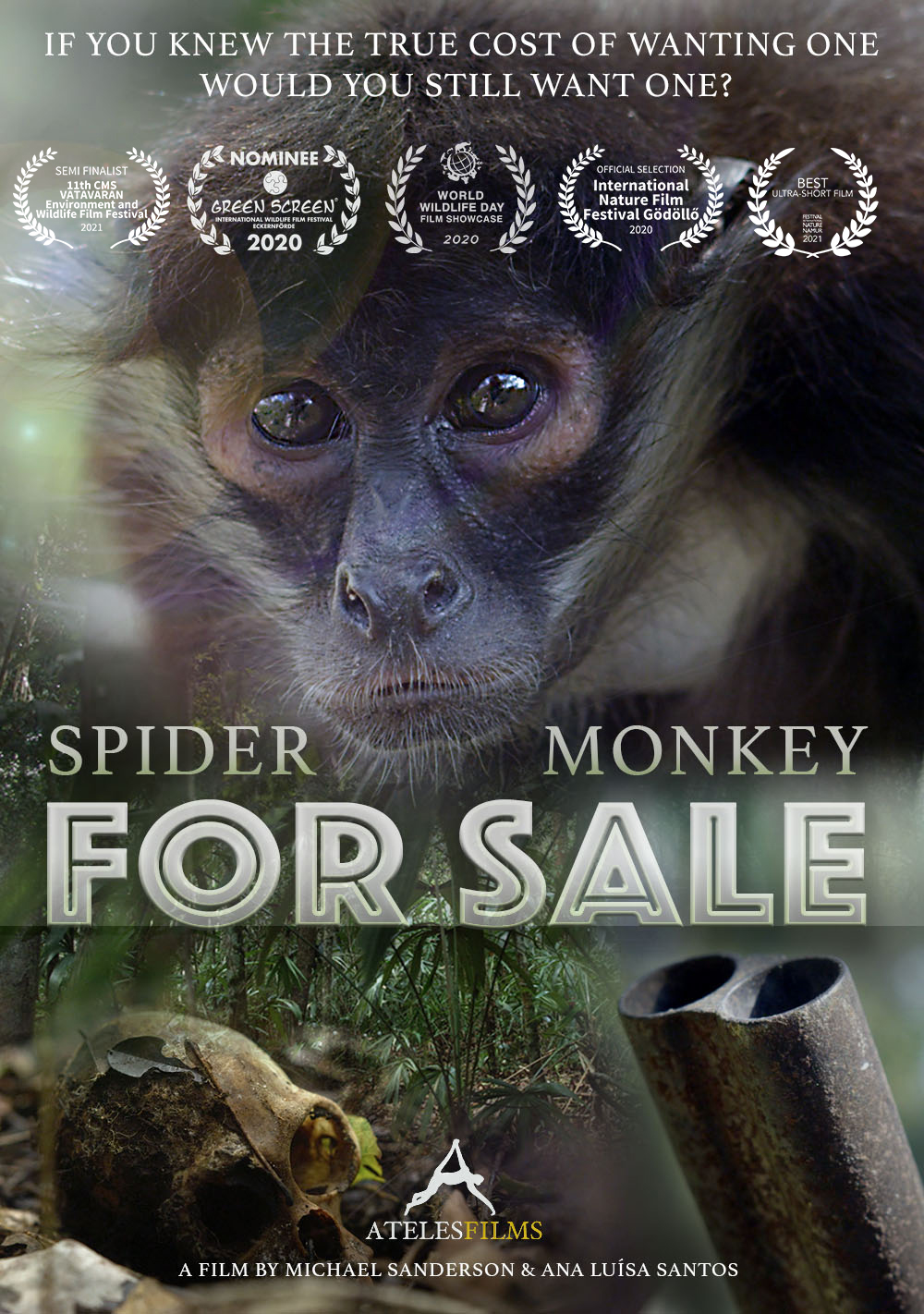 Spider Monkey For Sale