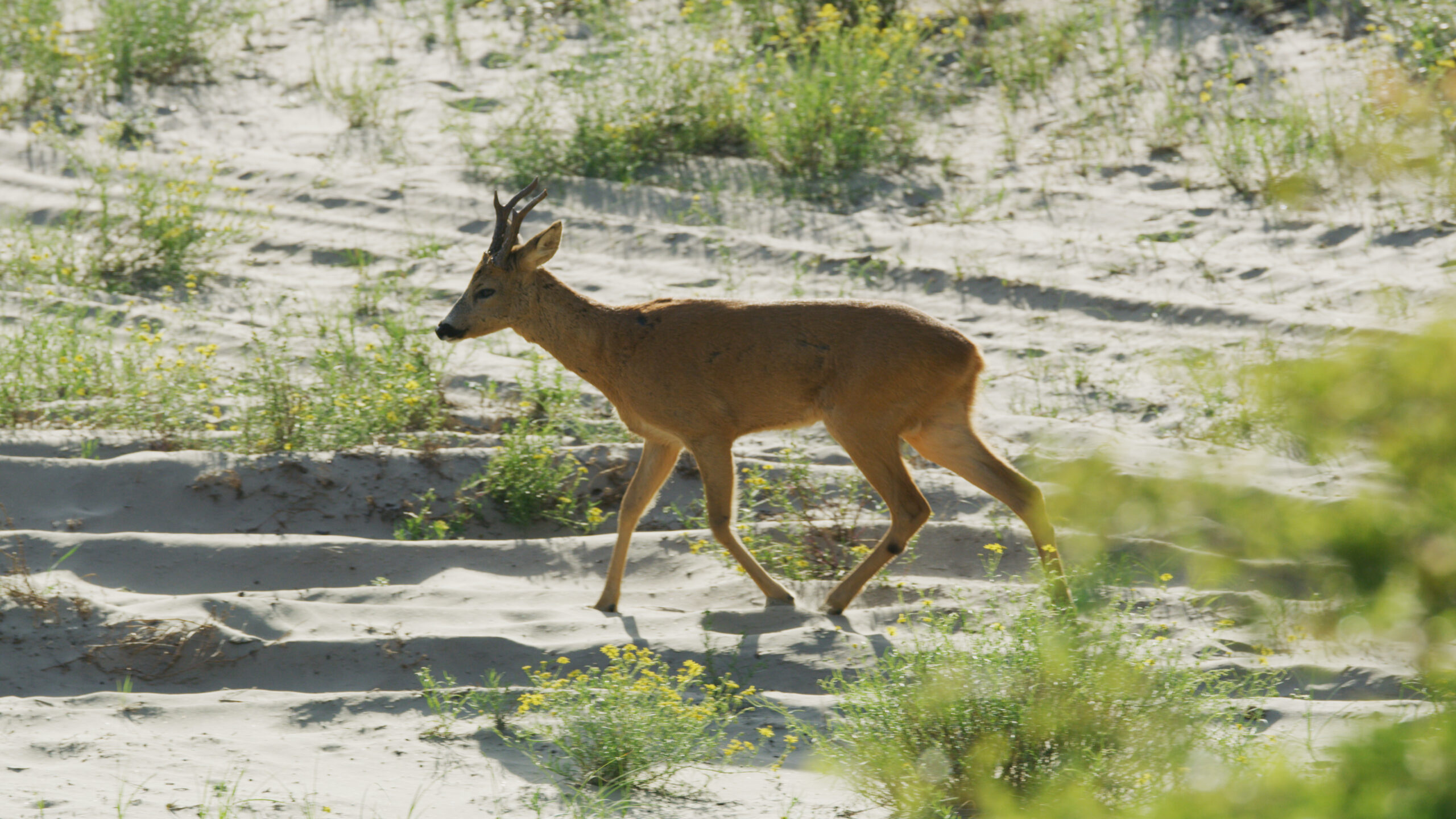 005-WILDDUNES - Adult Roe Deer walking on sand