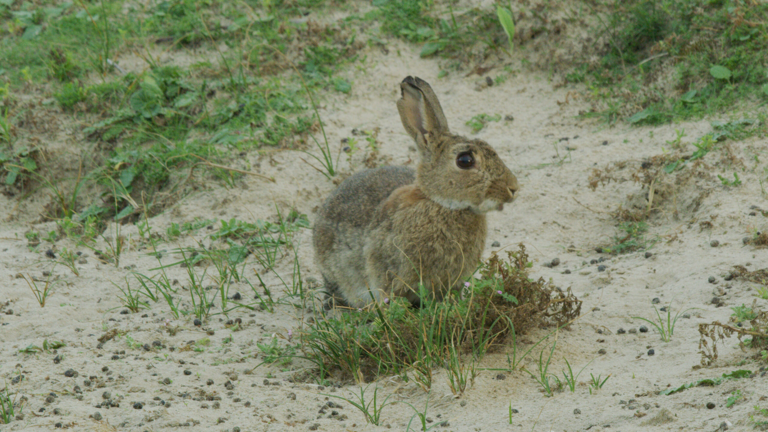 006-WILDDUNES - Rabbit eating in the Dunes