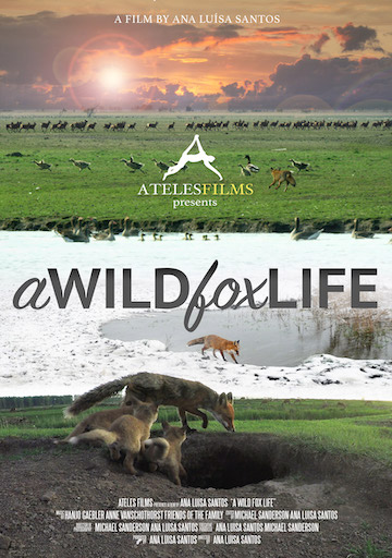 A Wild Fox Life A Wild Fox Life