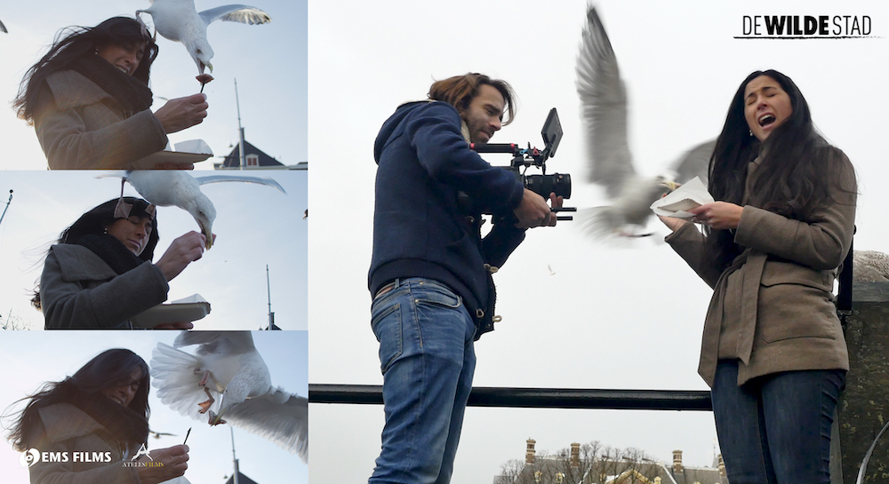 Ateles Films - De Wilde Stad -SeaGulls00