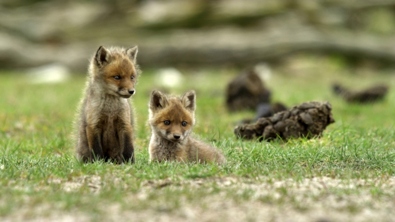 Ateles Films Fox Cubs 800px Ateles Films Fox Cubs 800px