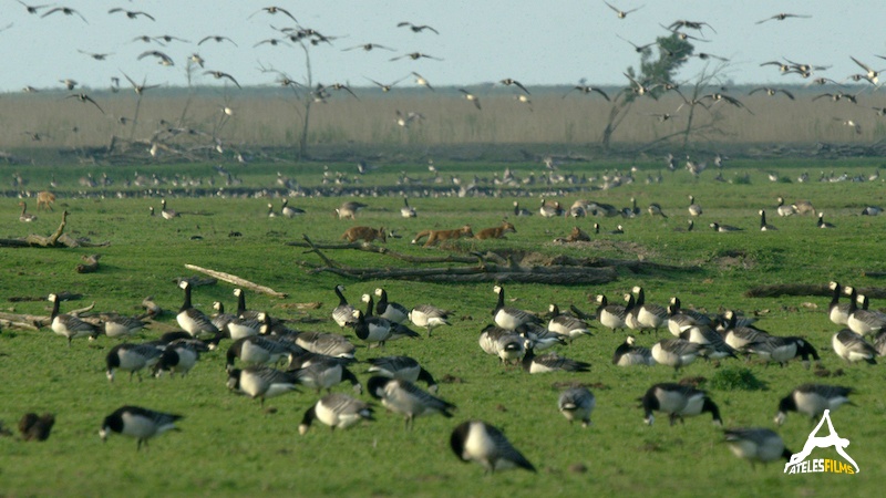 AtelesFilms-Fox-004-FOX - ©Ateles Films - Spring - Fox den in between barnacle geese flock CC AtelesFilms-Fox-004-FOX - ©Ateles Films - Spring - Fox den in between barnacle geese flock CC