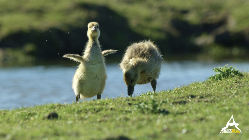 AtelesFilms-Fox-005-Fox - ©Ateles Films - Spring - Goslings CC AtelesFilms-Fox-005-Fox - ©Ateles Films - Spring - Goslings CC