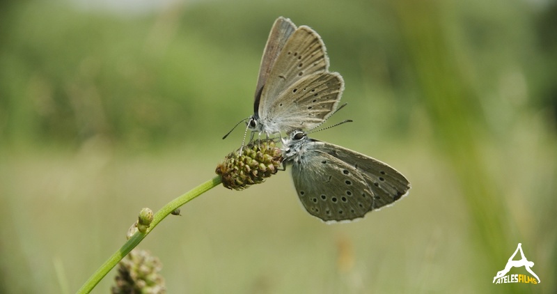 AtelesFilms-Holland-Natuur-in-de-delta-Butterlfy.jpg