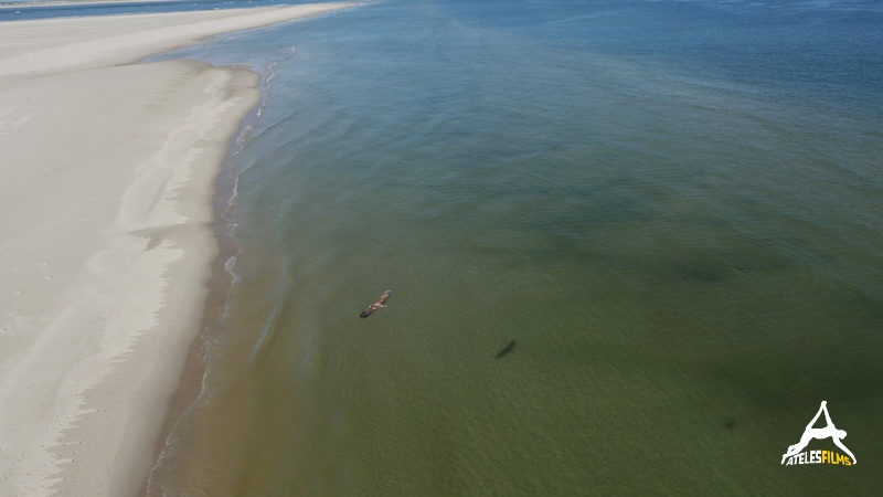 AtelesFilms-Holland Natuur in de delta Eagle sea